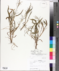 Paspalum repens image