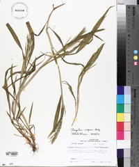 Paspalum repens image