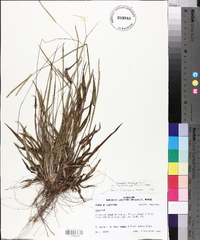 Paspalum setaceum var. ciliatifolium image