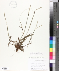 Paspalum setaceum var. ciliatifolium image