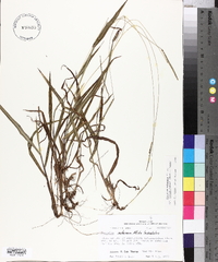 Paspalum setaceum var. ciliatifolium image