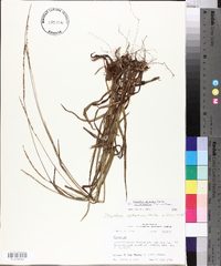 Paspalum setaceum var. ciliatifolium image