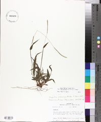 Paspalum setaceum var. ciliatifolium image