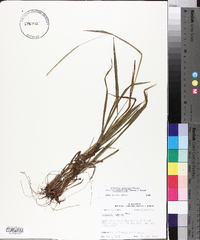 Paspalum setaceum var. ciliatifolium image