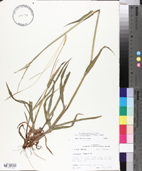 Paspalum setaceum var. ciliatifolium image