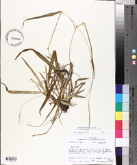 Paspalum setaceum var. ciliatifolium image