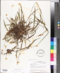 Paspalum setaceum var. ciliatifolium image