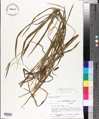 Paspalum setaceum var. ciliatifolium image