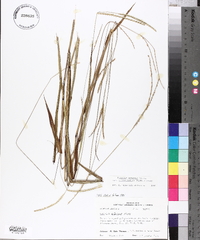 Paspalum setaceum var. ciliatifolium image