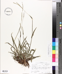 Paspalum setaceum var. ciliatifolium image