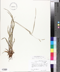 Paspalum setaceum var. ciliatifolium image