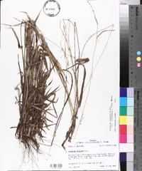 Paspalum setaceum var. muhlenbergii image