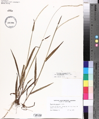 Paspalum setaceum var. muhlenbergii image