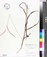 Paspalum setaceum var. muhlenbergii image