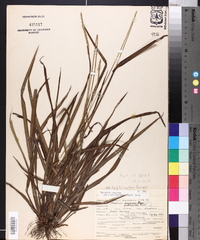 Paspalum setaceum var. muhlenbergii image