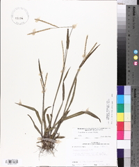 Paspalum setaceum var. muhlenbergii image