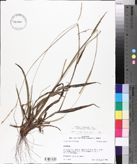 Paspalum setaceum var. muhlenbergii image