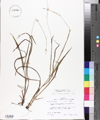 Paspalum setaceum var. muhlenbergii image