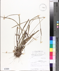 Paspalum setaceum var. muhlenbergii image