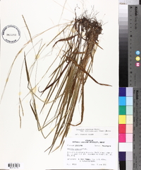 Paspalum setaceum var. muhlenbergii image