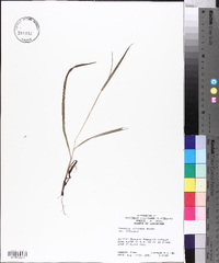 Paspalum setaceum var. setaceum image