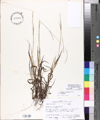 Paspalum setaceum var. setaceum image