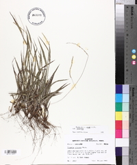 Paspalum setaceum var. setaceum image