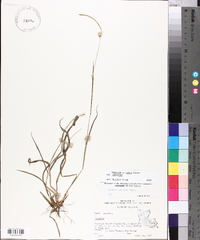 Paspalum setaceum var. setaceum image