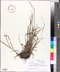 Paspalum setaceum var. setaceum image