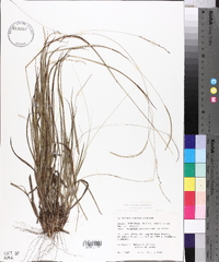 Paspalum setaceum var. setaceum image