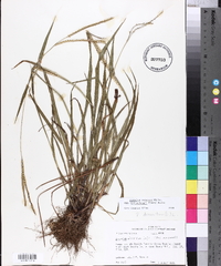 Paspalum setaceum var. muhlenbergii image