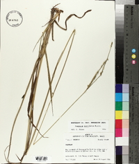 Paspalum floridanum image