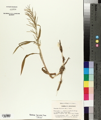 Paspalum fluitans image