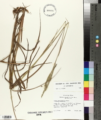 Paspalum floridanum image