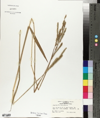 Paspalum floridanum image