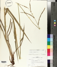 Paspalum floridanum image