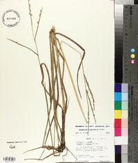 Paspalum floridanum image