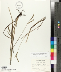 Paspalum floridanum image