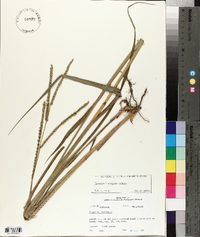 Paspalum floridanum image