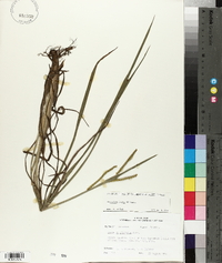 Paspalum laeve image