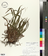 Paspalum langei image