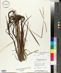 Paspalum laeve image