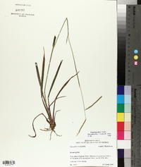 Paspalum laeve image