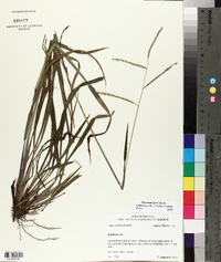 Paspalum laeve image