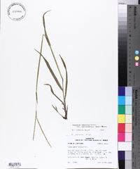 Paspalum setaceum var. muhlenbergii image