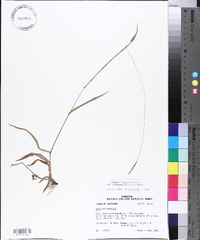 Paspalum setaceum var. muhlenbergii image