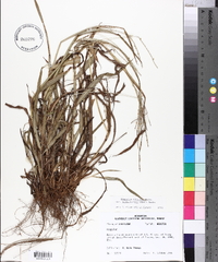 Paspalum setaceum var. muhlenbergii image