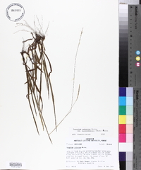 Paspalum setaceum var. muhlenbergii image