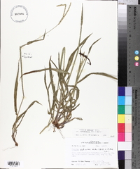Paspalum setaceum var. muhlenbergii image