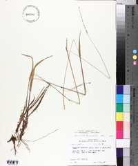 Paspalum setaceum var. muhlenbergii image